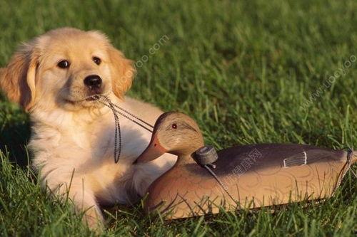 狗狗吃瓜图片大全,萌态百出！