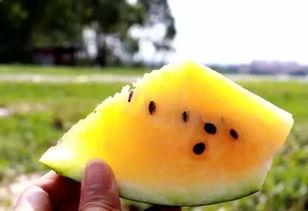 吃瓜黄色吊带,揭秘吃瓜黄色吊带的时尚魅力