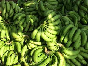 宁明维也纳吃瓜,一场别开生面的“吃瓜”盛宴