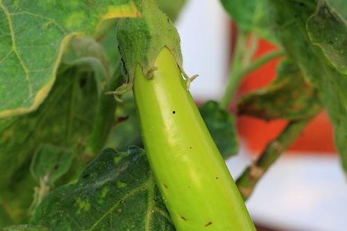 吃塑料丝的瓜视频,一场关于环保与创新的视觉盛宴