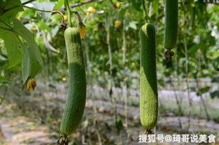 瓜芽怎么吃,探索美味与营养的完美结合