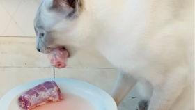 暹罗兔吃瓜,暹罗兔的瓜田奇遇记