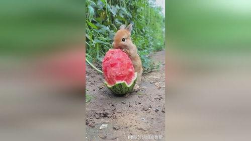 刘大瓜吃兔子,刘大瓜的兔子美食之旅