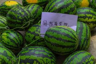 吃瓜唐十八3,揭秘唐朝宫廷的八卦风云