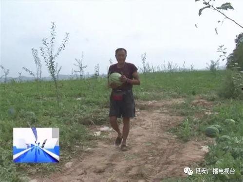 看雨吃瓜,品味人生百态