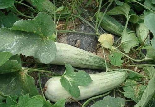 吃酥瓜减肥吗,美味与健康的完美结合