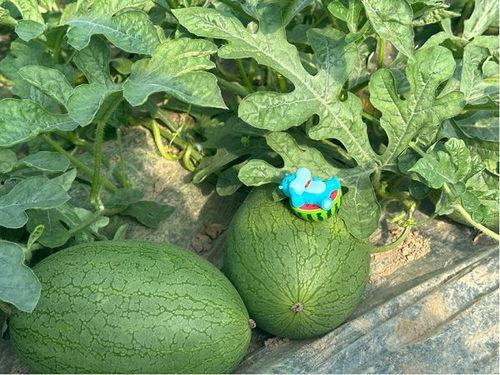 大瓜小瓜全吃,盘点娱乐圈的爆笑瞬间