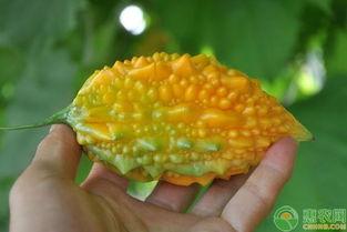 金逆吃瓜,娱乐圈瓜田乱飞，揭秘明星幕后故事