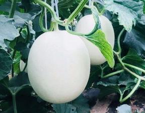 空调吃瓜,揭秘空调吃瓜的时尚生活