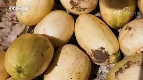 棉妈请吃瓜,一场温馨的亲子美食之旅