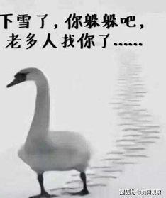 大鹅带你吃瓜,大鹅带你领略娱乐圈的瓜田盛宴