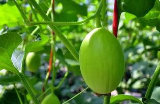 蜜瓜可以挖着吃,挖着吃的清新体验