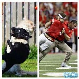 带你吃瓜搞笑动物,带你领略搞笑动物们的“吃瓜”日常