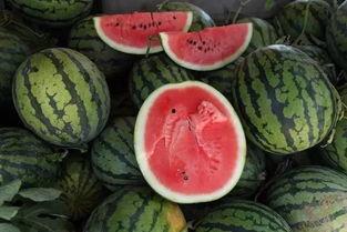 活解剖吃瓜,揭秘吃瓜群众的冷漠与无知