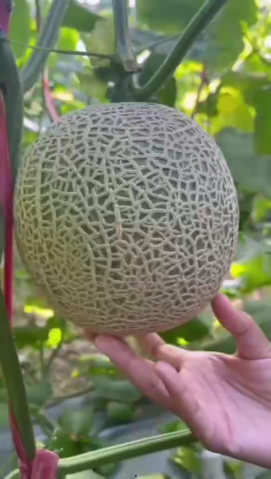 玲珑蜜瓜正确吃