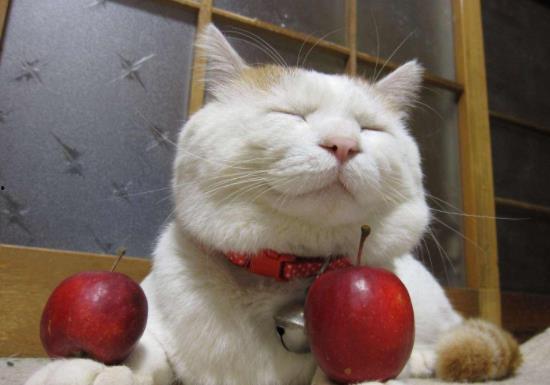 猫咪吃瓜的缺点,猫咪吃瓜的五大弊端揭秘