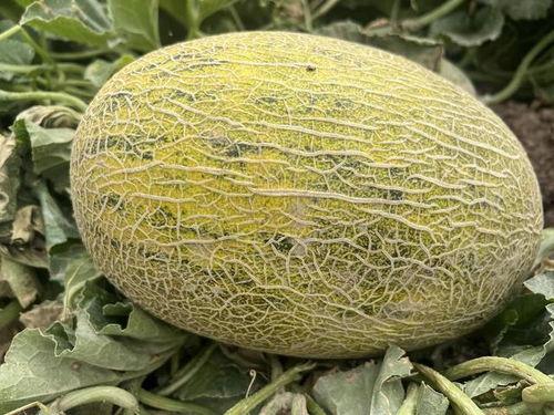 吃瓜天堂新瓜优品,盘点热门话题，解锁新鲜资讯