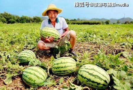 河北哪里有瓜吃,探寻河北各地美味瓜果之旅