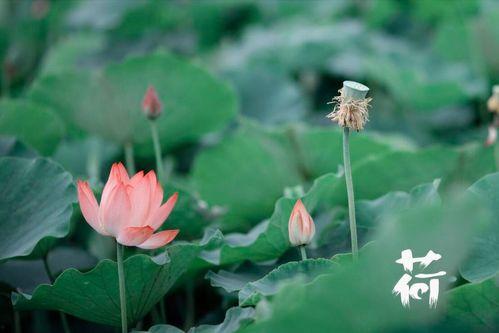 看花和吃瓜课文,品读看花和吃瓜的闲适生活