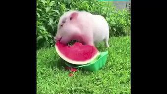 小猪猪日常吃瓜