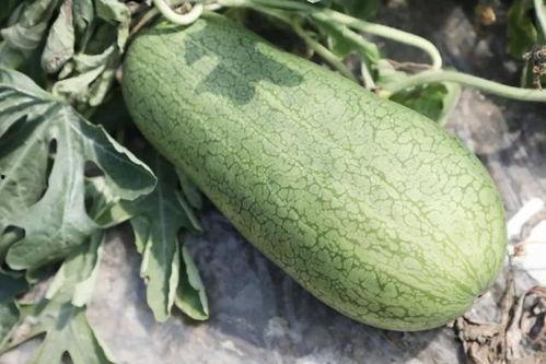 广东吃瓜季节,广东吃瓜季节的甜蜜狂欢