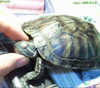 巴西龟快速吃瓜,瓜果飘香引围观