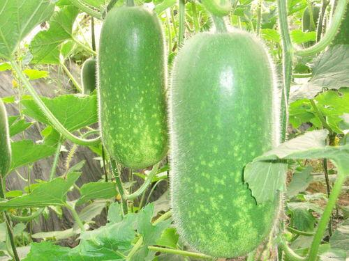 踏月留香最新吃瓜,揭秘娱乐圈最新吃瓜事件