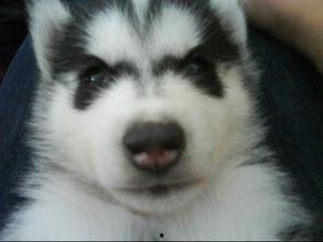 哈士奇吃瓜的危害,揭秘潜在危害与应对措施