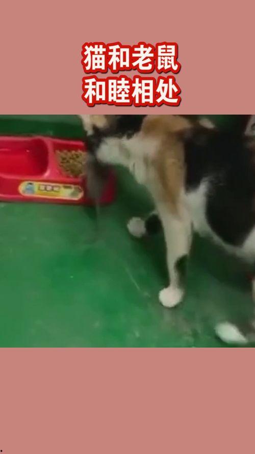 老鼠兄弟请吃瓜,一场别开生面的夏日盛宴