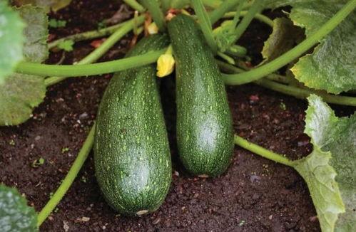 秋吃那三瓜,三瓜相伴，健康一整季