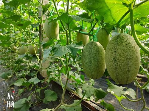 吃皇家瓜,探寻宫廷美食的秘密