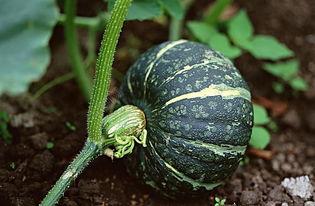 荣宝斋吃瓜视频下载