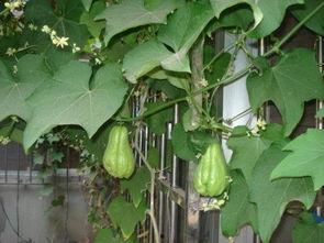 佛手瓜咋吃生吃熟吃,生食与熟食的多样美味探索