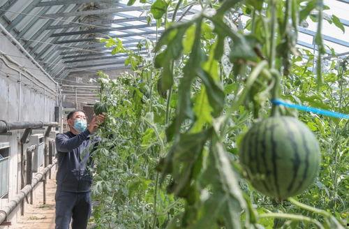 某北京天使 吃瓜,吃瓜背后的故事与真相