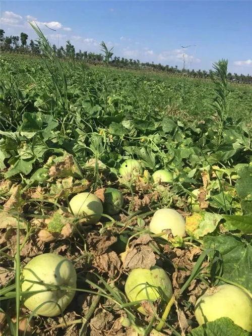 最新吃瓜地址,探寻娱乐圈最新八卦风云  第1张