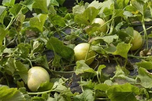 最新吃瓜地址,探寻娱乐圈最新八卦风云  第2张