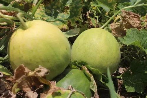 最新吃瓜地址,探寻娱乐圈最新八卦风云  第3张