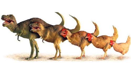 吃鸡草配瓜龙 第2张 吃鸡草配瓜龙 第2张