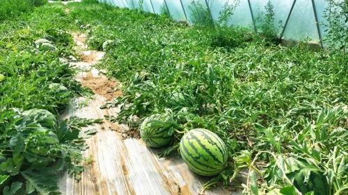 深圳吃瓜最新,揭秘网红美食背后的故事  第1张