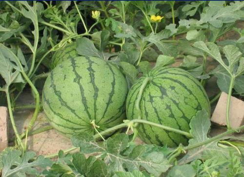 阜平吃瓜事件,一场引发社会热议的网络风波