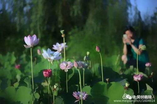 池上碧莲为谁红 吃瓜  第2张