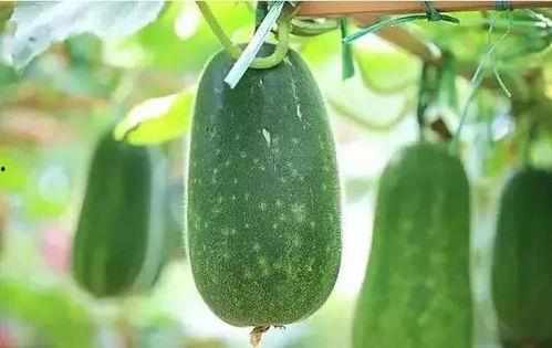 吃西安瓜有湿气吗,吃后需注意湿气问题  第3张