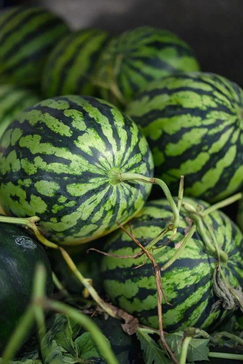 爱跳舞的吃瓜  第2张