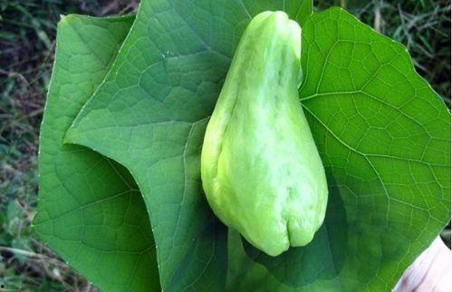 嫩茎瓜怎么吃,探索美味与营养的完美结合  第2张