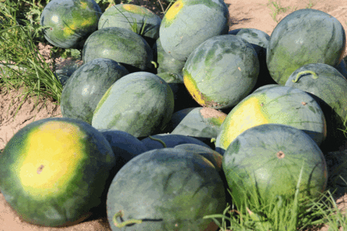 长乐区吃瓜,瓜果飘香，品味生活新滋味  第3张