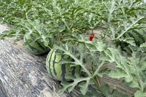 来瓜田吃瓜,夏日清凉时光 第2张 来瓜田吃瓜,夏日清凉时光 第2张