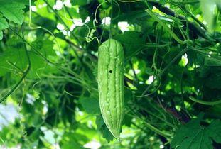 每天都在找瓜吃瓜,我的日常“吃瓜”之旅  第3张