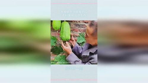 邻居大叔吃瓜,邻居大叔的瓜田奇遇记 第2张 邻居大叔吃瓜,邻居大叔的瓜田奇遇记 第2张